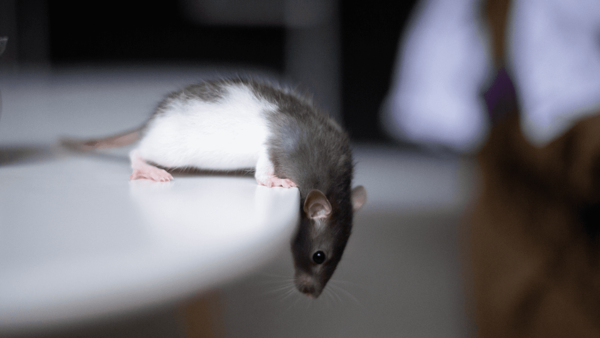 7 signs you have a rodent problem (and what to do about it)